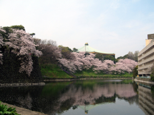武道館桜